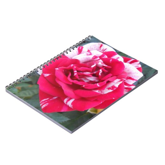 Anicia Notitieboek (Linkerzijde)