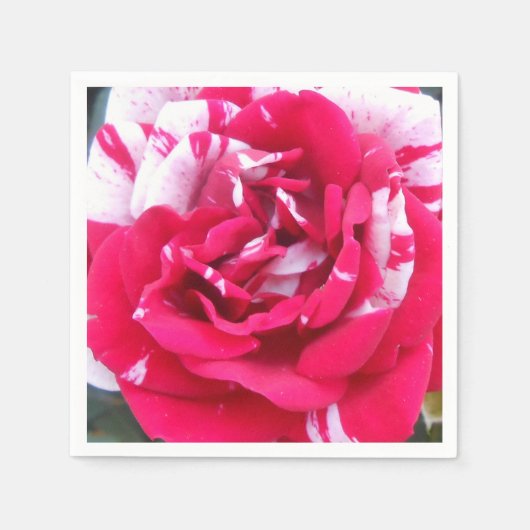 Anicia Servetten (Voorkant)