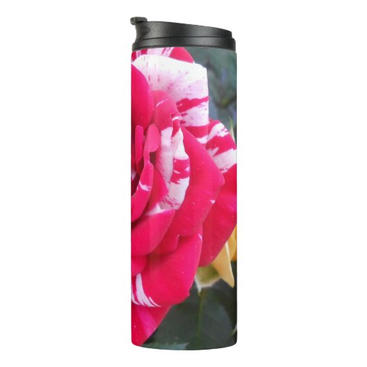 Anicia Thermosbeker (Geroteerd rechts)