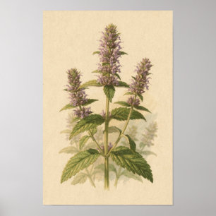 Anijs Hyssop Botanische Studie   12 × 18 Poster