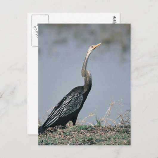 Animal-Anhinga Briefkaart (Voorkant / Achterkant)