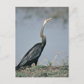 Animal-Anhinga Briefkaart