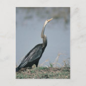 Animal-Anhinga Briefkaart (Voorkant)