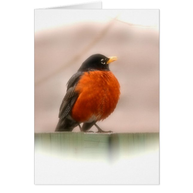 Animal Bird American Robin (Voorkant)