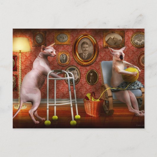 Animal - Cat - Retirement home for cats Briefkaart (Voorkant)