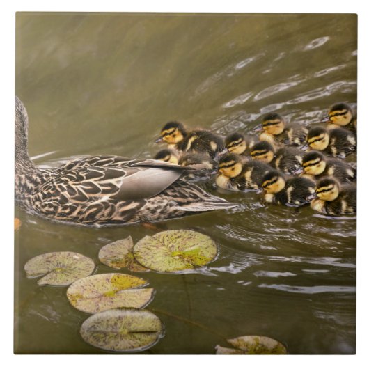 Animal - Ducks - Swim like a duck Tegeltje (Voorkant)