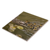 Animal - Ducks - Swim like a duck Tegeltje (Zijkant)