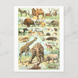  Animal Encyclopedia Illustration Briefkaart