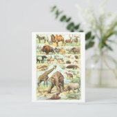  Animal Encyclopedia Illustration Briefkaart (Staand voorkant)