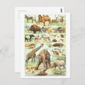  Animal Encyclopedia Illustration Briefkaart (Voorkant / Achterkant)
