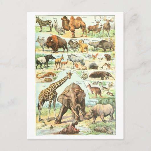  Animal Encyclopedia Illustration Briefkaart (Voorkant)