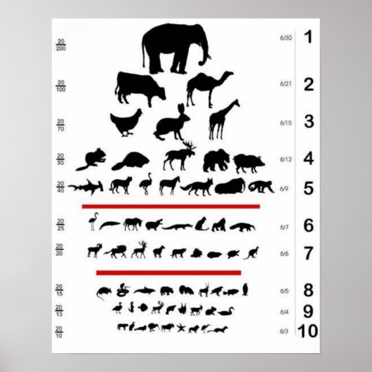 Animal Eye Chart Poster (Voorkant)