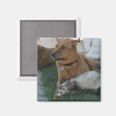 Animal Friends Magnet met fret en de hond! (Voorkant / Achterkant)