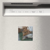 Animal Friends Magnet met fret en de hond! (Insitu (Vaatwasser))