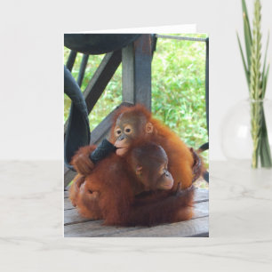 Animal Hugs Orangutan Baby Kaart