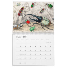 Animal Insects Bugs Fish Zoology Kingdom