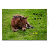 Animal lover foal "Thinking of You" (Voorkant Horizontaal)