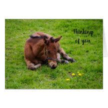 Animal lover foal "Thinking of You"