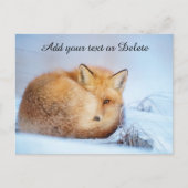 *~* Animal Red Fox Ap18 Wildlife past Artsy aan  Briefkaart (Voorkant)