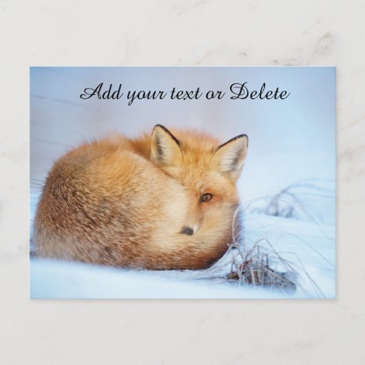 *~* Animal Red Fox Ap18 Wildlife past Artsy aan Briefkaart (Voorkant)