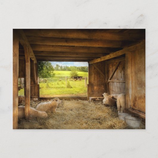 Animal - Sheep - Counting sheep Briefkaart (Voorkant)