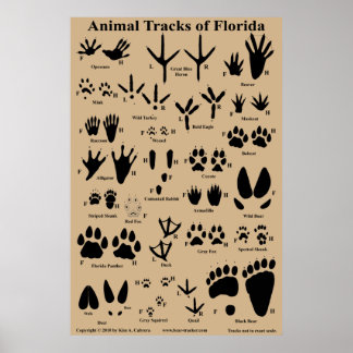 Animal Tracks van Florida 24x36 Poster
