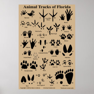 Animal Tracks van Florida Poster
