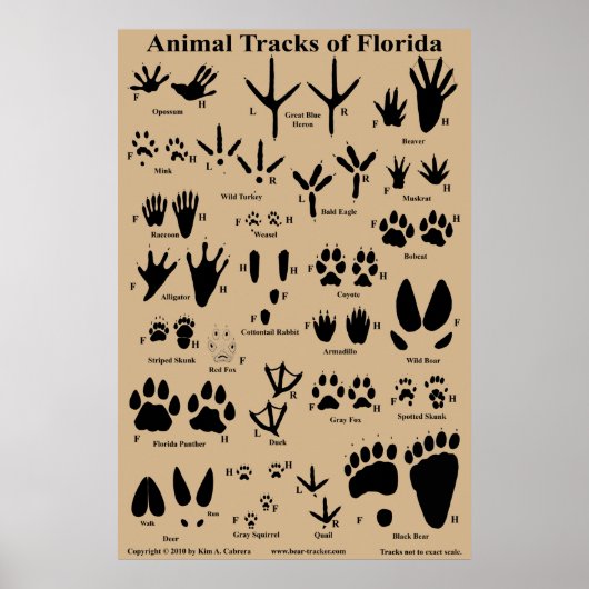 Animal Tracks van Florida Poster (Voorkant)