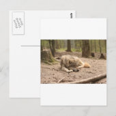 Animal Wolf Peace Love Wild Country Natuur Briefkaart (Voorkant / Achterkant)