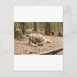 Animal Wolf Peace Love Wild Country Natuur Briefkaart