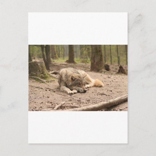 Animal Wolf Peace Love Wild Country Natuur Briefkaart (Voorkant)