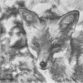 AnimalArtBW_Fox_001 Sticker (Voorkant)