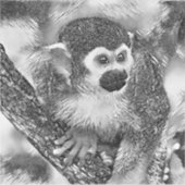 AnimalArtBW_Monkey_002 Sticker (Voorkant)