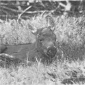 AnimalArtBW_Moose_001 Sticker (Voorkant)