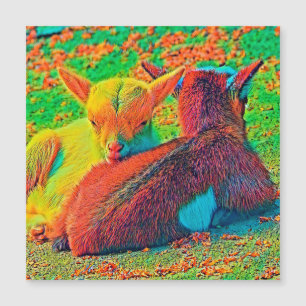 AnimalColor_Goat_001