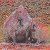 AnimalMix_Capybara_003 Sticker (Voorkant)