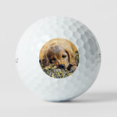 AnimalMix_Dog_005 Golfballen (Voorkant)