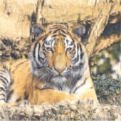 AnimalMix_Tiger_009 Sticker (Voorkant)