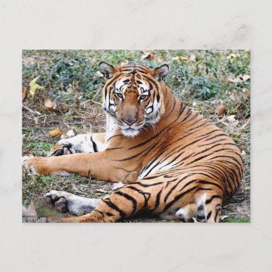 AnimalPostcard Briefkaart (Voorkant)