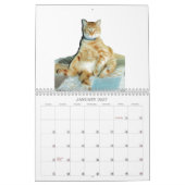 Animals Calander Kalender (Jan 2027)