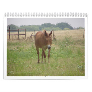 Animals Calander Kalender