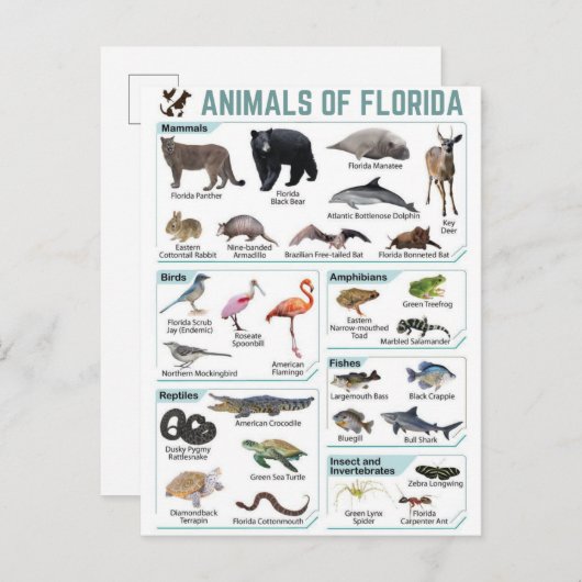 Animals of florida, florida usa wild lide  briefkaart (Voorkant / Achterkant)