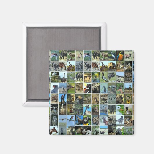 Animals of the world magneet (Voorkant / Achterkant)