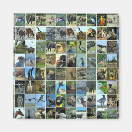 Animals of the world magneet