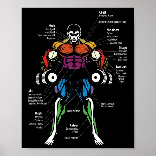 Anime anatomie spierdiagram poster (Voorkant)