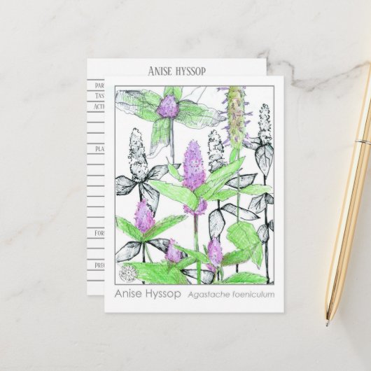 Anise Hyssop Materia Medica Herbal Study Kaart (Voorkant / Achterkant in situ)