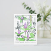 Anise Hyssop Materia Medica Herbal Study Kaart (Staand voorkant)