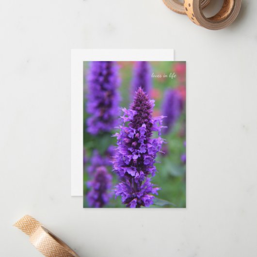 Anise Hyssop Note Kaart Notitiekaartje (Voorkant / Achterkant in situ)