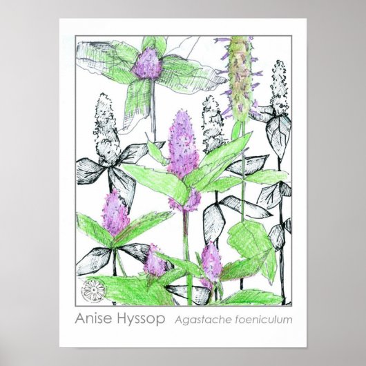 Anise Hyssop Purple Flowers Medicinale Kruid Poster (Voorkant)