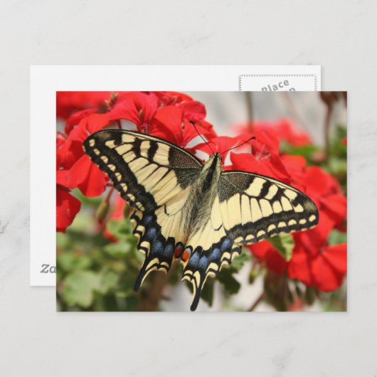 Anise Swallowtail Briefkaart (Voorkant / Achterkant)